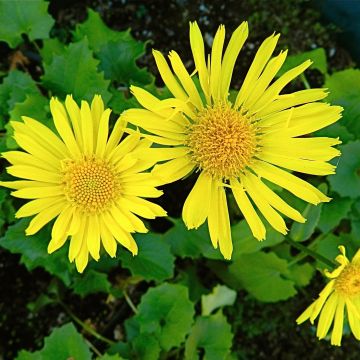 Doronicum orientale Little Leo - Voorjaarszonnebloem