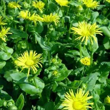 Doronicum orientale Magnificum - Voorjaarszonnebloem