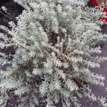 Dorycnium hirsutum Frejorgues - Behaarde kanarieklaver