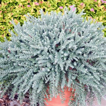 Dorycnium hirsutum Little Boy Blue - Behaarde kanarieklaver