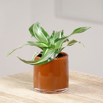 Dracaena fragrans Kanzi - Drakenbloedboom