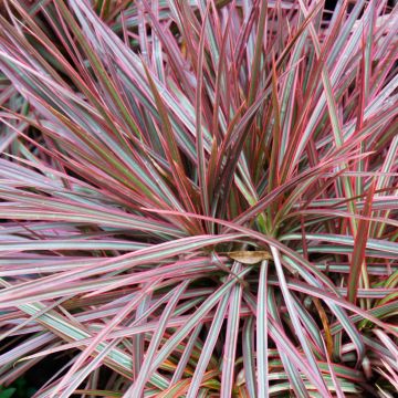 Dracaena reflexa var. angustifolia Magenta - Drakenbloedboom
