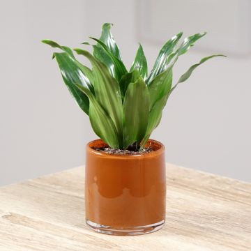 Dracaena fragrans Janet Craig - Drakenbloedboom