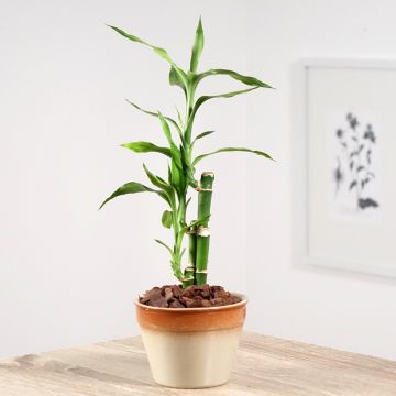 Dracaena sanderiana - Geluksbamboe