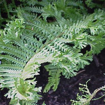 Dryopteris affinis Cristata - Geschubde mannetjesvaren
