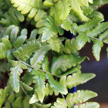 Dryopteris championii - Niervaren