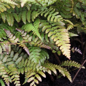 Dryopteris erythrosora Prolifica - Herfstvaren