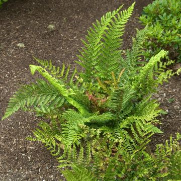 Dryopteris erythrosora Prolifica - Herfstvaren