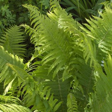 Dryopteris filix-mas Crispa Cristata - Mannetjesvaren