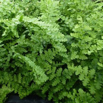Dryopteris filix-mas Barnesii - Mannetjesvaren