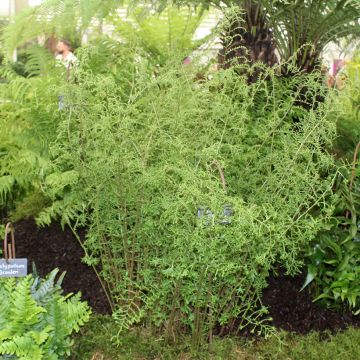 Dryopteris filix-mas Linearis Polydactyla - Mannetjesvaren