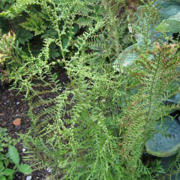 Dryopteris filix-mas Linearis Polydactyla - Mannetjesvaren