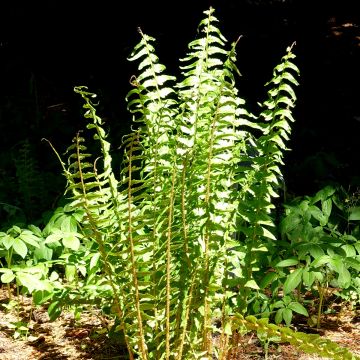 Dryopteris tokyoensis - Niervaren