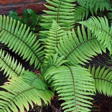 Dryopteris wallichiana - Zwarte schubvaren