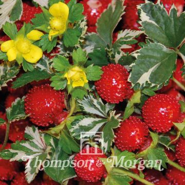 Duchesnea indica Harlequin (zaad) - Schijnaardbei