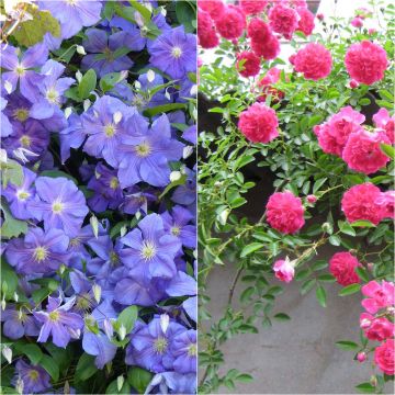 Duo Overvloed - Clematis 'Perle d'Azur' en Roos 'Excelsa'