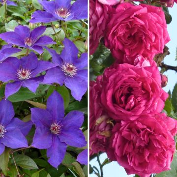 Duo Overvloed - Clematis 'Perle d'Azur' en Roos 'Excelsa'