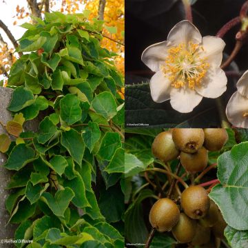 Duo Kiwi geel 'Minkigold' vrouwelijk en 'Minkimale'
