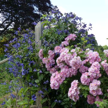 Haagduo - Combinatie van Rozestruik en Clematis