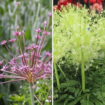 Duo Vuurwerk - Alliums schubertii