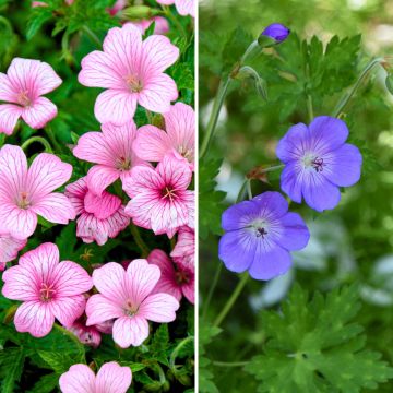 Collectie 2 vaste geraniums die altijd bloeien