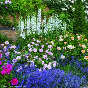 # Duo satin - Duo van rozenstruik en kattenkruid