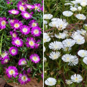 Duo Delosperma's met gekleurd loof Desert Dancers