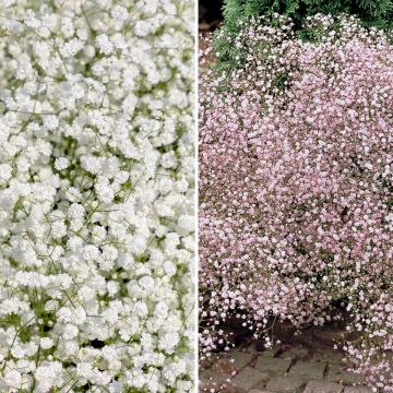 Duo Gypsophila wit en roos