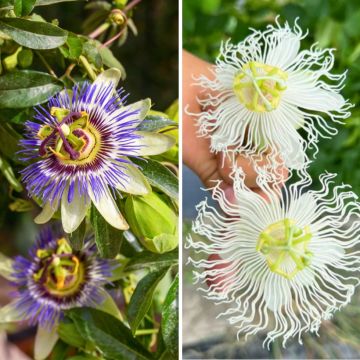 Duo Winterharde Passiebloemen tot -12 °C