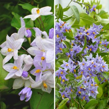 Duo Solanum jasminoides - siernachtschade