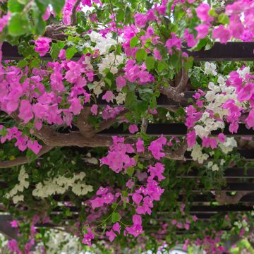 Duo Bougainvillea's