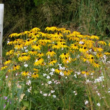 Duo vaste planten voor de late zomer in geel en wit