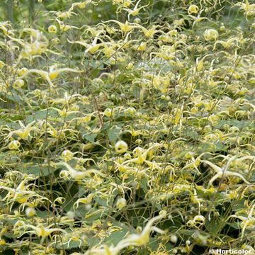 Epimedium rhizomatosum - Elfenbloem