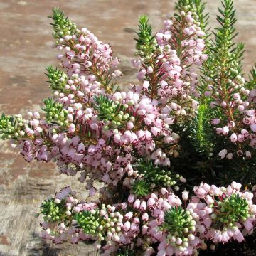 Erica vagans Holden Pink - Zwerfheide
