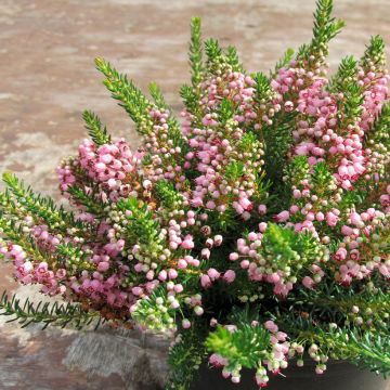 Erica vagans Pyrenees Pink - Zwerfheide