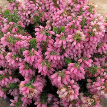 Erica x williamsii Ken Wilson - Dopheide