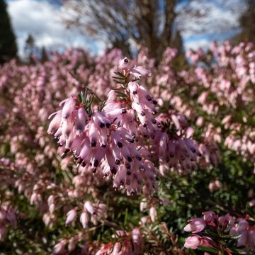 Erica carnea Pink Spangles - Winterheide