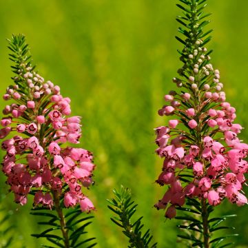 Erica vagans St Keverne - Zwerfheide
