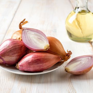 Sjalot Longor (pootgoed)