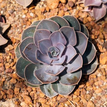 Echeveria Perle Von Nürnberg - Mexicaanse sneeuwbal