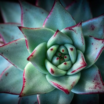 Echeveria agavoides Ebony - Mexicaanse sneeuwbal