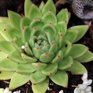 Echeveria agavoides - Mexicaanse sneeuwbal