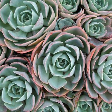 Echeveria elegans Roze - Mexicaanse sneeuwbal