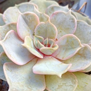 Echeveria lilacina - Mexicaanse sneeuwbal