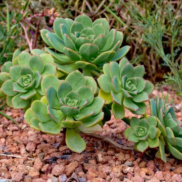 Aeonium haworthii - Huislookboom