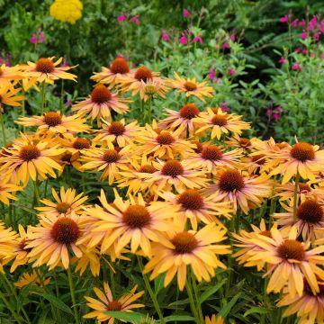 Echinacea purpurea Big Kahuna - Rode zonnehoed