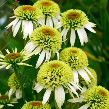 Echinacea Coconut Lime - Rode zonnehoed