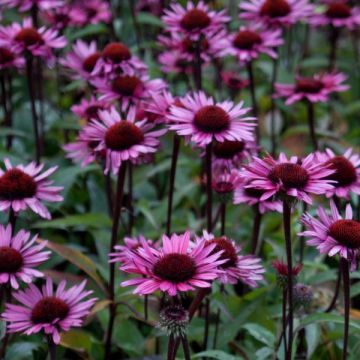 Echinacea purpurea Fatal Attraction - Rode zonnehoed