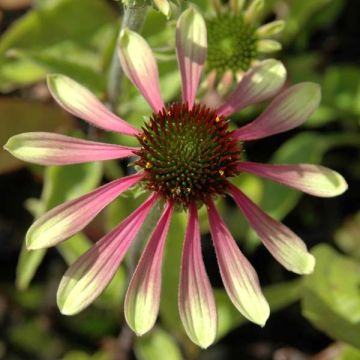 Echinacea purpurea Green Envy - Rode zonnehoed