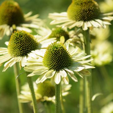 Echinacea purpurea Green Jewel - Rode zonnehoed